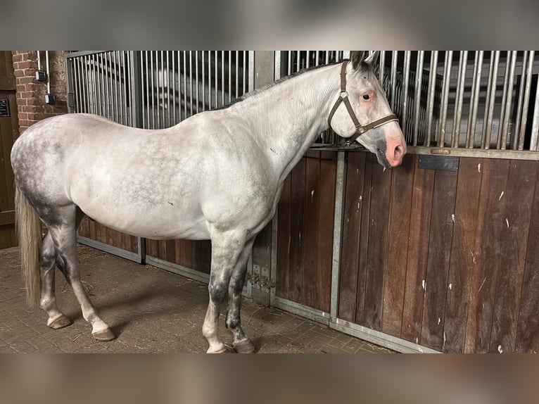 Polski koń szlachetny półkrwi Wałach 12 lat 155 cm Siwa jabłkowita in Bensdorf