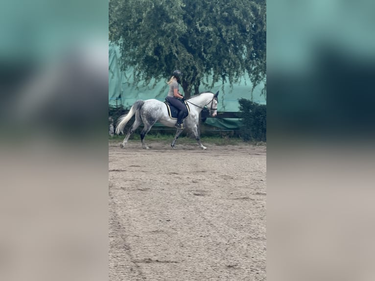Polski koń szlachetny półkrwi Wałach 12 lat 155 cm Siwa jabłkowita in Bensdorf