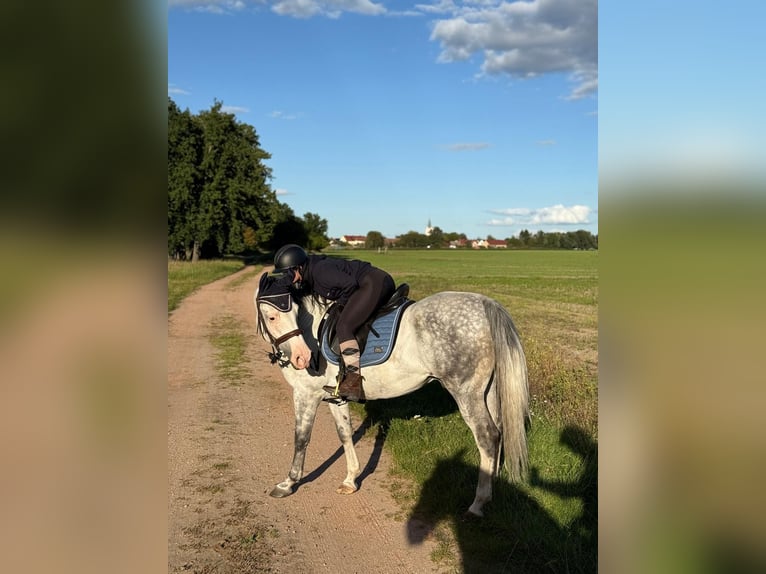 Polski koń szlachetny półkrwi Wałach 12 lat 155 cm Siwa jabłkowita in Bensdorf
