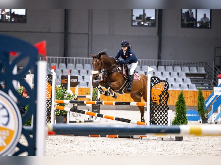 Polski koń szlachetny półkrwi Wałach 13 lat 168 cm Gniada in Babki