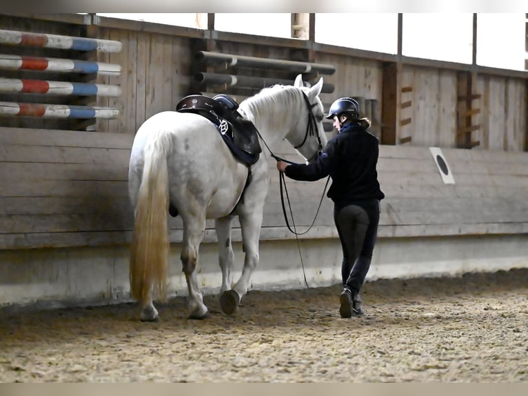 Polski koń szlachetny półkrwi Wałach 15 lat 161 cm Stalowosiwy in Nandlstadt