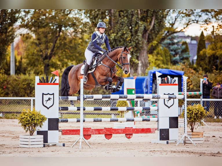 Polski koń szlachetny półkrwi Wałach 16 lat 174 cm Gniada in warka