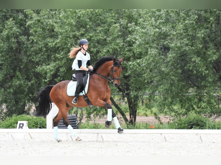 Polski koń szlachetny półkrwi Wałach 17 lat 172 cm Gniada in Reda