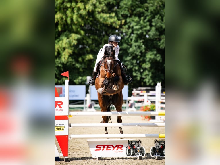 Polski koń szlachetny półkrwi Wałach 17 lat 175 cm Skarogniada in Warszawa