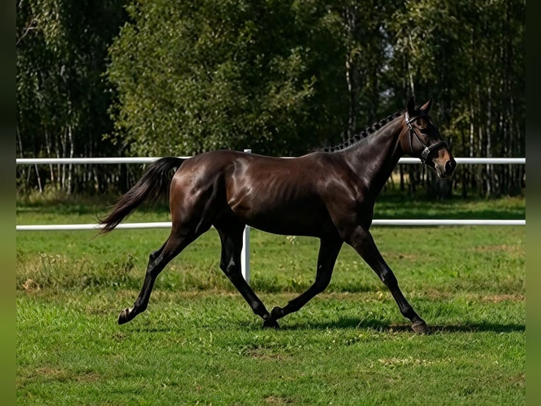 Polski koń szlachetny półkrwi Wałach 1 Rok 160 cm Siwa in Skrzydlów