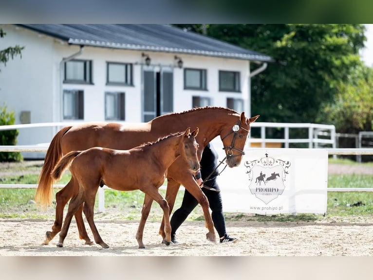 Polski koń szlachetny półkrwi Wałach 1 Rok 175 cm Kasztanowata in Stegienka