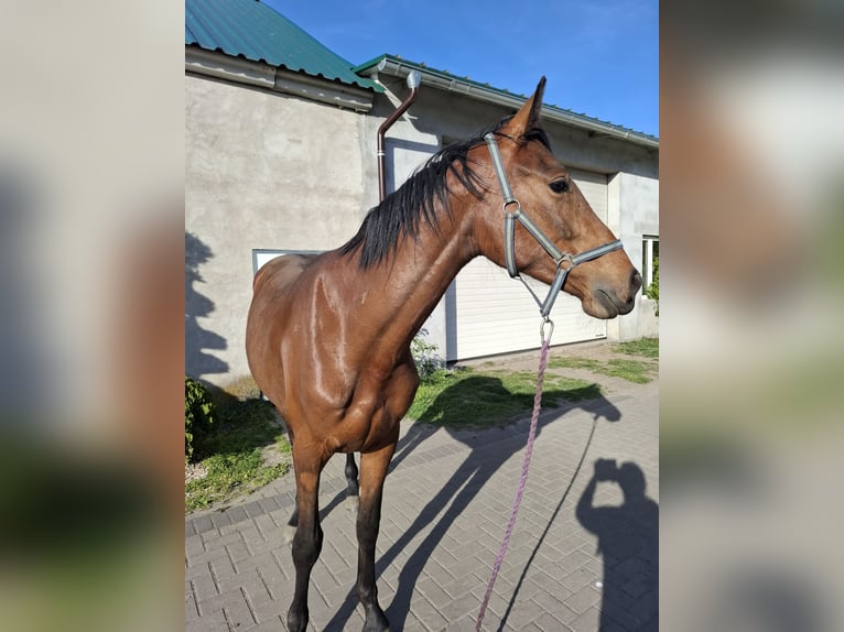 Polski koń szlachetny półkrwi Wałach 2 lat 172 cm Gniada in WĘTFIE