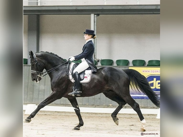 Polski koń szlachetny półkrwi Wałach 3 lat 160 cm Kara in Wojciesz&#xF3;w