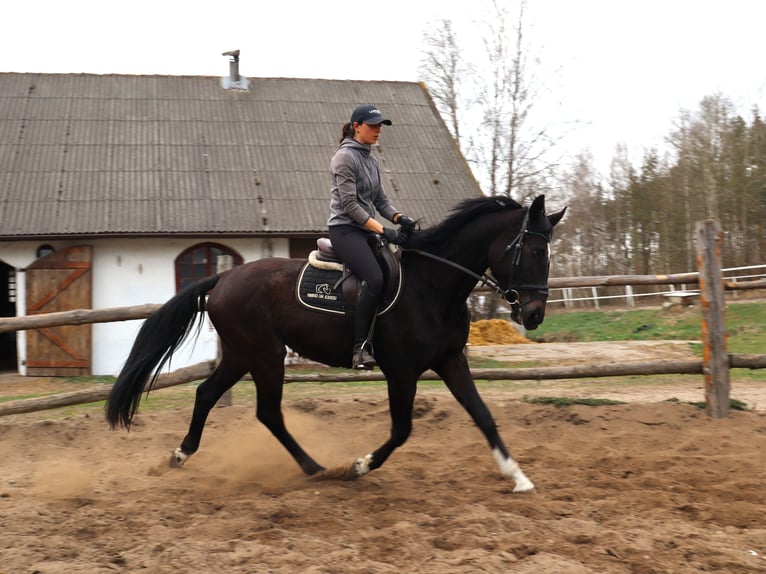 Polski koń szlachetny półkrwi Wałach 3 lat 165 cm Skarogniada in Dziemiany