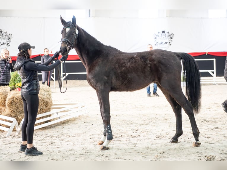 Polski koń szlachetny półkrwi Wałach 3 lat 165 cm Skarogniada in Dziemiany