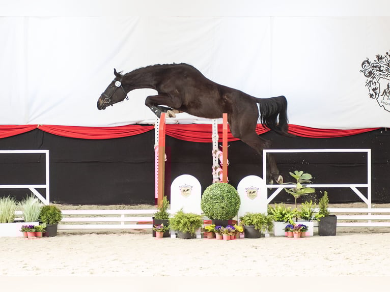 Polski koń szlachetny półkrwi Wałach 3 lat 165 cm Skarogniada in Dziemiany