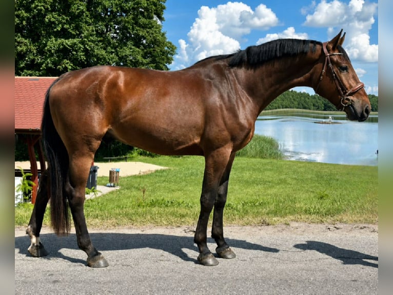 Polski koń szlachetny półkrwi Wałach 3 lat 173 cm Gniada in Złotów
