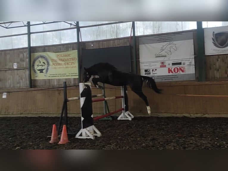 Polski koń szlachetny półkrwi Wałach 3 lat 175 cm Ciemnogniada in Toporzysko