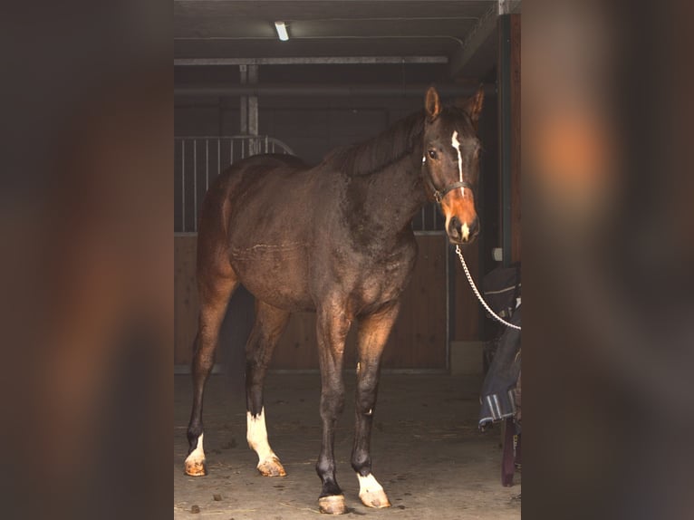 Polski koń szlachetny półkrwi Wałach 3 lat 175 cm Ciemnogniada in Toporzysko