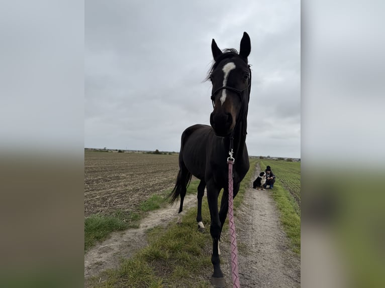 Polski koń szlachetny półkrwi Wałach 4 lat 160 cm Ciemnogniada in Seelow