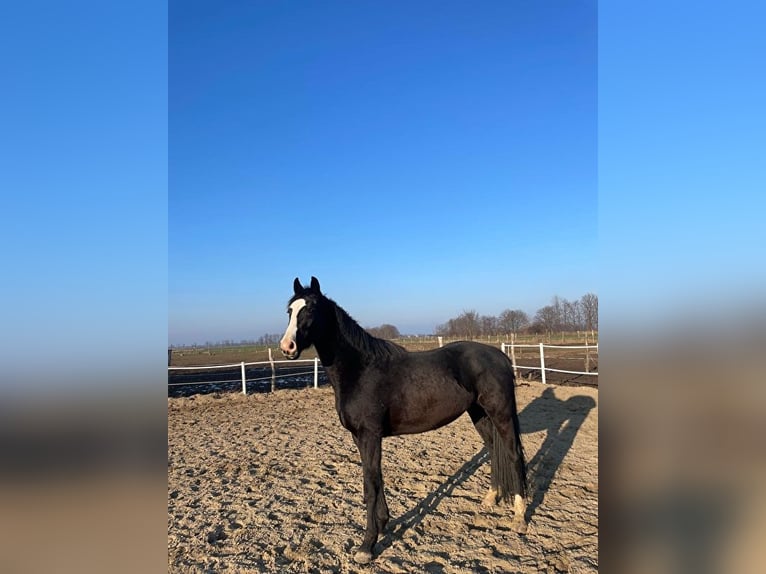Polski koń szlachetny półkrwi Wałach 4 lat 160 cm Kara in Leszkowy