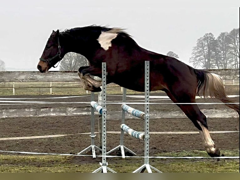Polski koń szlachetny półkrwi Wałach 4 lat 170 cm Srokata in Santok