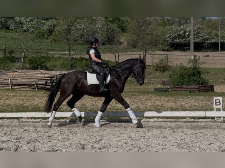 Polski koń szlachetny półkrwi Wałach 4 lat 172 cm Kara in Wałbrzych