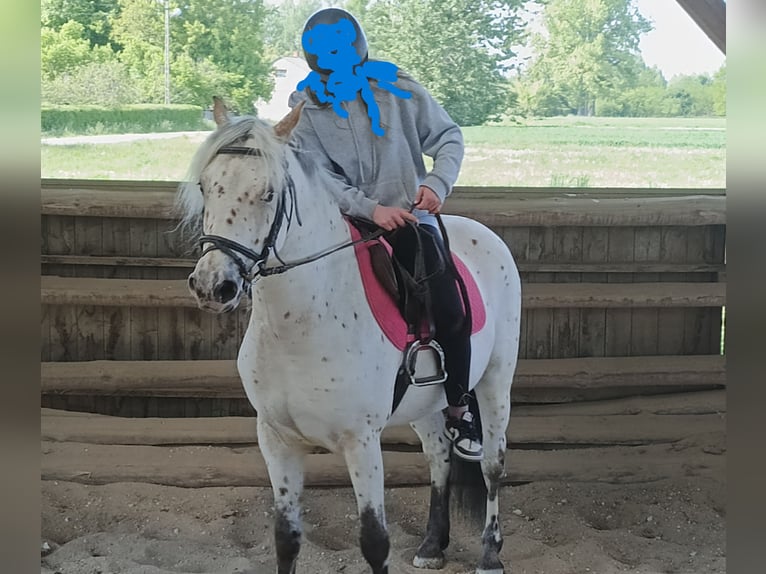 Polski koń szlachetny półkrwi Wałach 5 lat 148 cm Tarantowata in popów