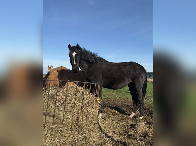 Polski koń szlachetny półkrwi Wałach 5 lat 160 cm Ciemnogniada in Seelow