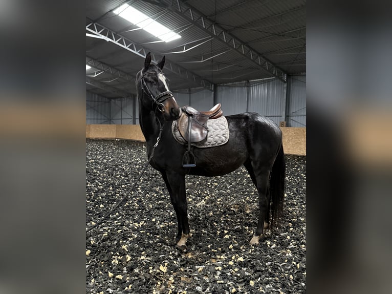 Polski koń szlachetny półkrwi Wałach 5 lat 160 cm Ciemnogniada in Seelow