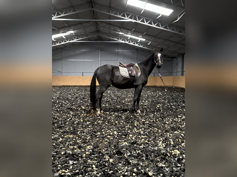 Polski koń szlachetny półkrwi Wałach 5 lat 160 cm Ciemnogniada in Seelow