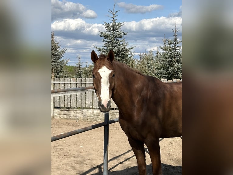 Polski koń szlachetny półkrwi Wałach 5 lat 166 cm Kasztanowata in Grzegorzewice