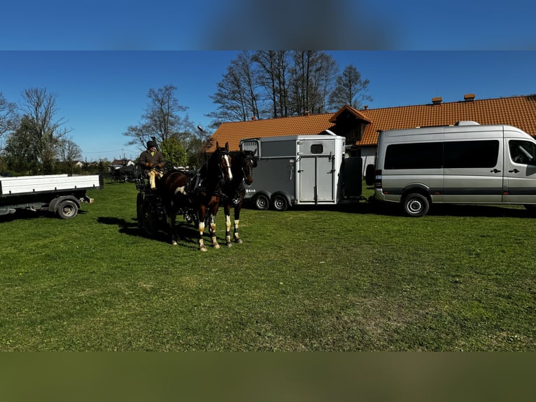 Polski koń szlachetny półkrwi Wałach 6 lat 173 cm Srokata in Nowogrodziec