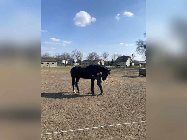 Polski koń szlachetny półkrwi Wałach 7 lat 160 cm Kara in Leszno