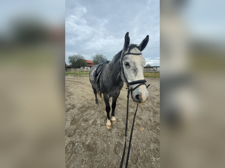 Polski koń szlachetny półkrwi Wałach 7 lat 163 cm Siwa in Kirchanschöring