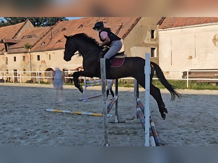 Polski koń szlachetny półkrwi Wałach 7 lat 164 cm Ciemnogniada in Pyrzowice