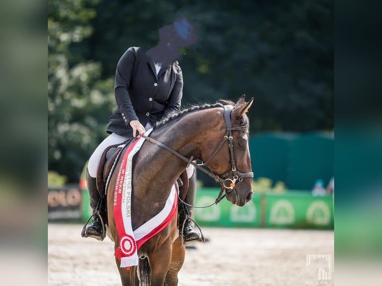 Polski koń szlachetny półkrwi Wałach 7 lat 164 cm Ciemnogniada in Pyrzowice