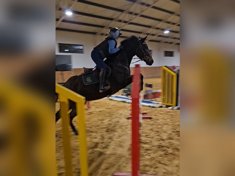 Polski koń szlachetny półkrwi Wałach 7 lat 164 cm Ciemnogniada in Pyrzowice