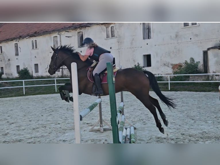 Polski koń szlachetny półkrwi Wałach 7 lat 164 cm Ciemnogniada in Pyrzowice