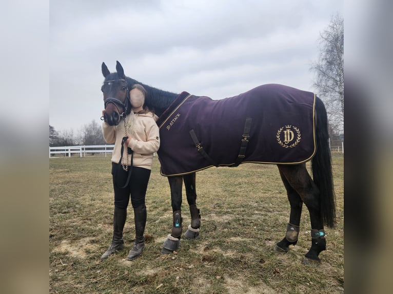 Polski koń szlachetny półkrwi Wałach 7 lat 164 cm Ciemnogniada in Pyrzowice