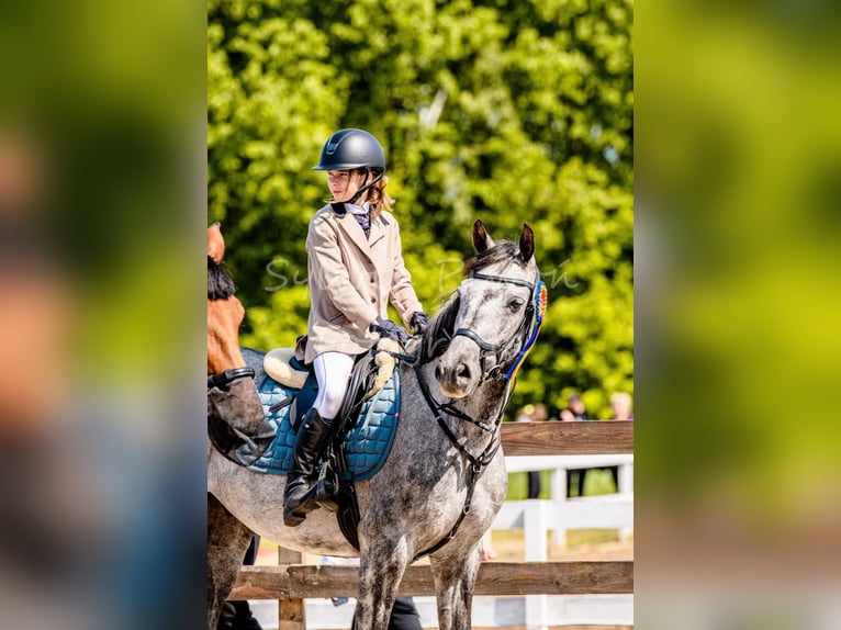 Polski koń szlachetny półkrwi Wałach 8 lat 160 cm Siwa in Leszno Dolne