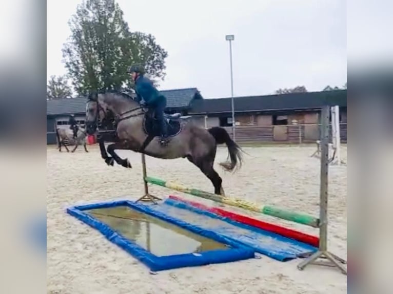 Polski koń szlachetny półkrwi Wałach 8 lat 160 cm Siwa in Leszno Dolne