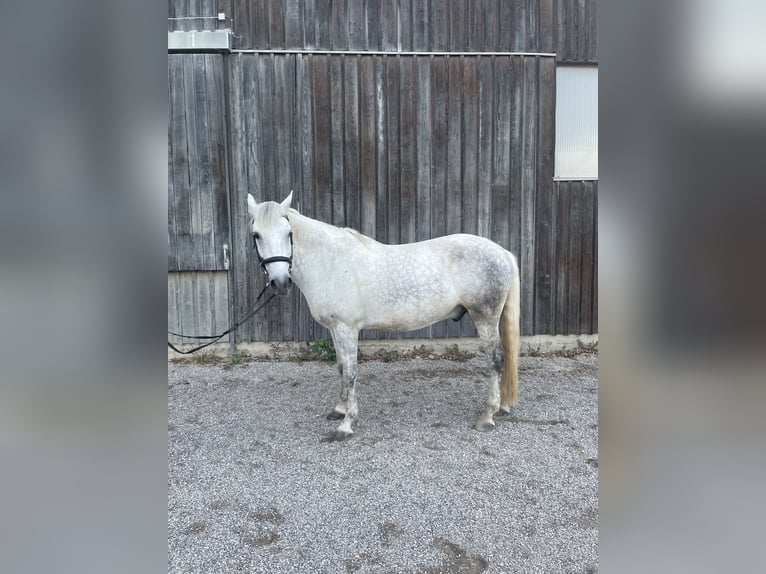 Polski koń szlachetny półkrwi Wałach 8 lat 164 cm Siwa in MarquartsteinMarquartstein