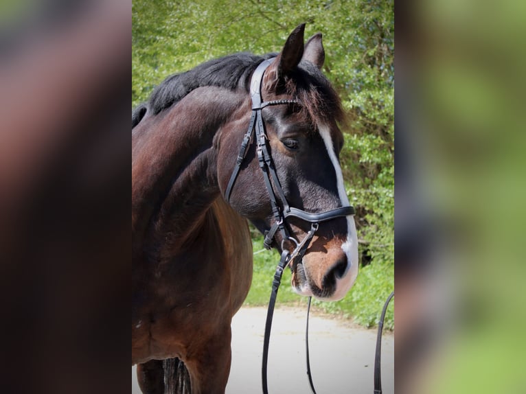 Polski koń szlachetny półkrwi Wałach 8 lat 165 cm Ciemnogniada in Lüchow