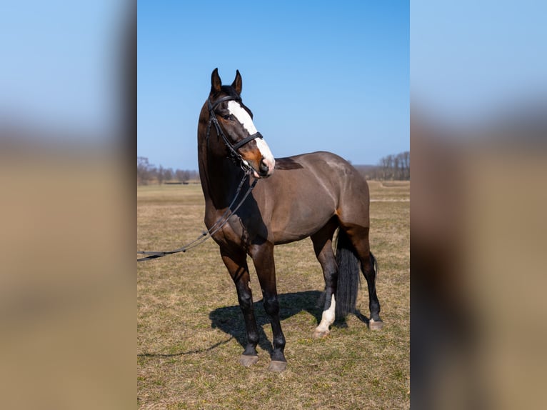 Polski koń szlachetny półkrwi Wałach 8 lat 170 cm Ciemnogniada in Skrzeszewo