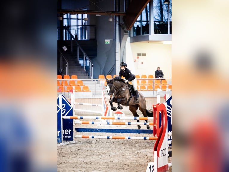 Polski koń szlachetny półkrwi Wałach 8 lat 170 cm Ciemnogniada in Skrzeszewo