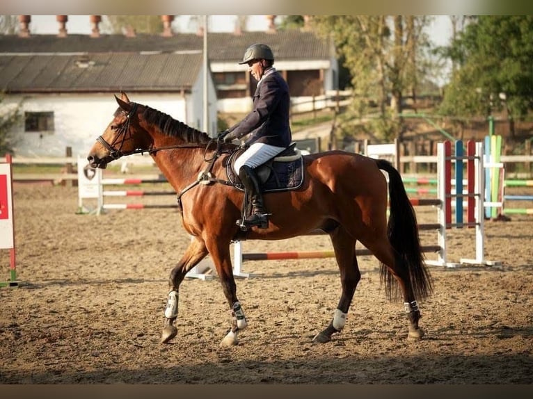 Polski koń szlachetny półkrwi Wałach 8 lat 175 cm Gniada in Starogard Gdański