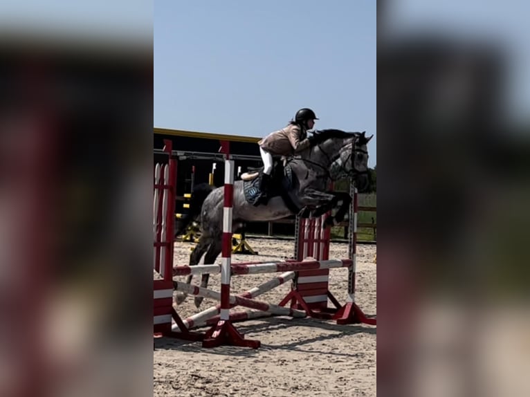 Polski koń szlachetny półkrwi Wałach 9 lat 160 cm Siwa in Leszno Dolne