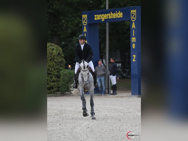 Polski koń szlachetny półkrwi Wałach 9 lat 170 cm Siwa in zaręby