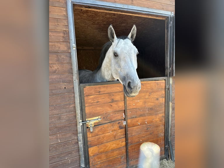 Polski koń szlachetny półkrwi Wałach 9 lat 170 cm Siwa in zaręby
