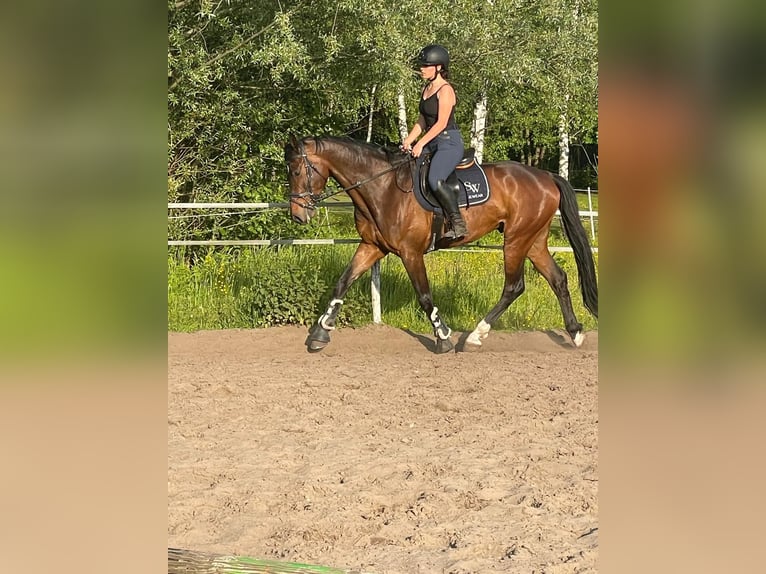 Polski koń szlachetny półkrwi Wałach 9 lat 175 cm Gniada in Nowy Janków