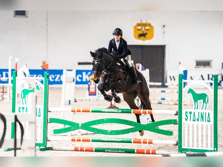 Polski koń szlachetny półkrwi Wałach 9 lat 175 cm Gniada in Nowy Janków