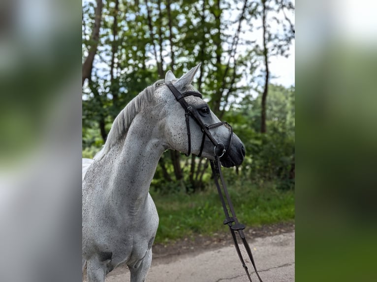 Polski koń szlachetny półkrwi Klacz 12 lat 156 cm Stalowosiwy in Syke