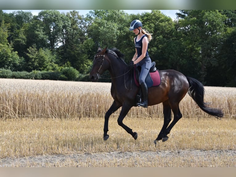 Polski koń szlachetny półkrwi Klacz 13 lat 162 cm Ciemnogniada in Havixbeck