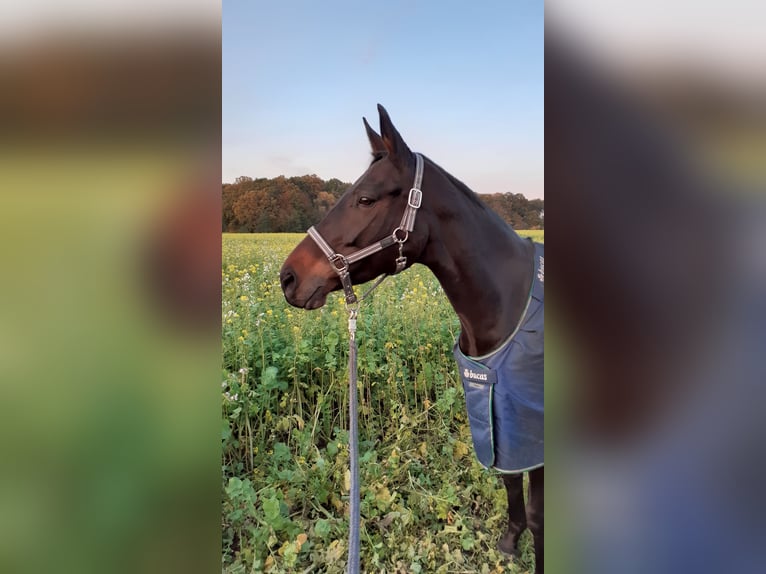 Polski koń szlachetny półkrwi Klacz 13 lat 162 cm Ciemnogniada in Havixbeck